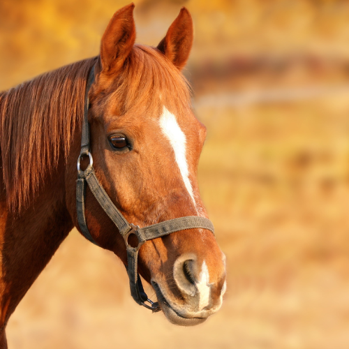 Horse Supplements